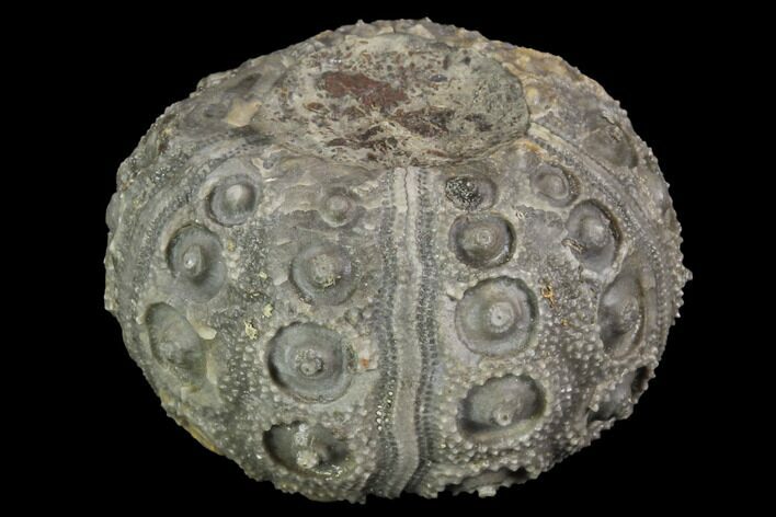Detailed Nenoticidaris Fossil Urchin - Morocco #89253
